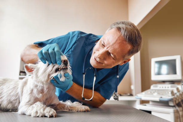 Best Same-Day Emergency Dental Services in Solomons, MD